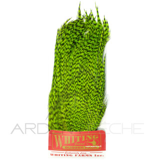 Whiting Bugger Pack Grizzly dyed fluo chartreuse