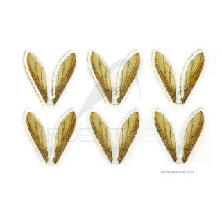 Ali realistiche Bee Wings