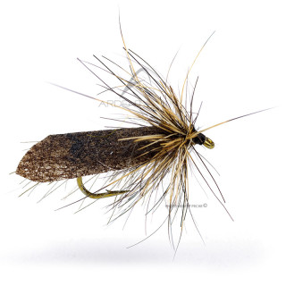 Mosca Igor e Nadica Stancev black sedge lepre