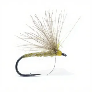 Igor and Nadica Stancev CDC Cripple Olive Fly