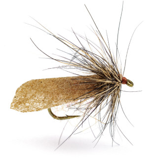 Mosca Igor e Nadica Stancev sedge cinnamon lepre