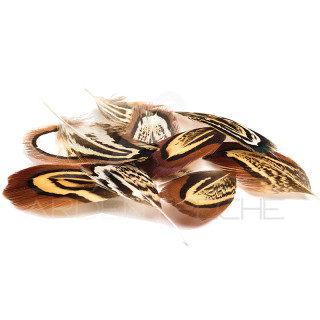 Pheasant Body Feathers DEVAUX