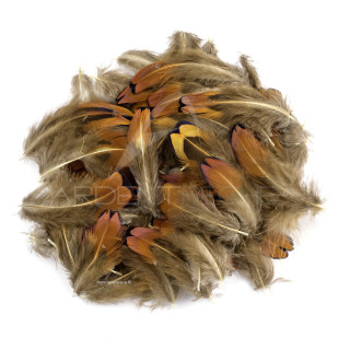 Common pheasant brown body feathers