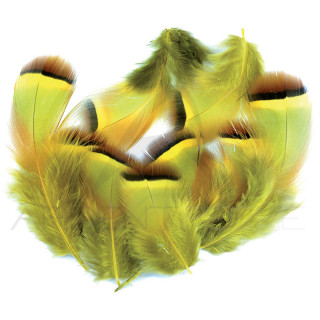 Red Partridge Dyed Yellow