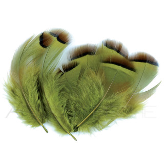 Perdrix rouge teinté olive