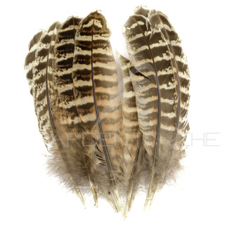 Hen pheasant wing feathers
