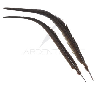 Common pheasant dark brown dyed tail