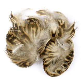 Anatra femmina fianco