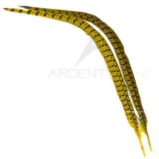 Faisan commun queue teintée jaune