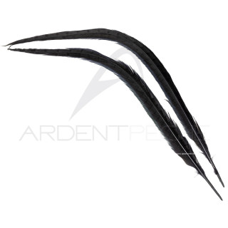 Common pheasant black dyed tail