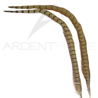 Common pheasant natural tail