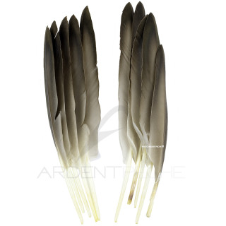 Duck natural wing feathers