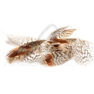 Grey Partridge DEVAUX