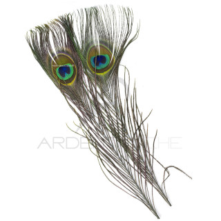 Peacock complete eye dyed olive