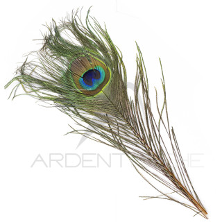 Peacock complete eye ginger dyed