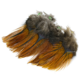 Pardo Feathers Florian Stephan grade 2 Rubion