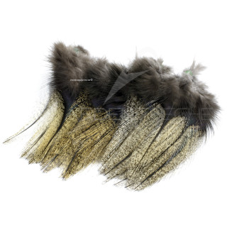 Pardo Feathers Florian Stephan grade 2 Médio