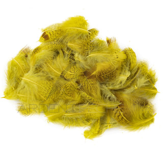 pernice piume di collare chiaro tinto giallo