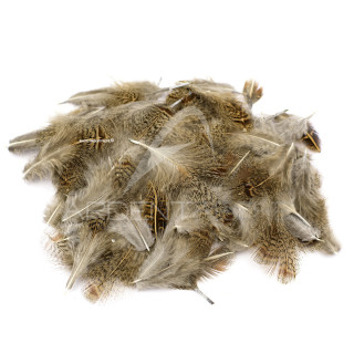 pernice piume di collarino scuro