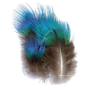 Pavone piume di corpo blu