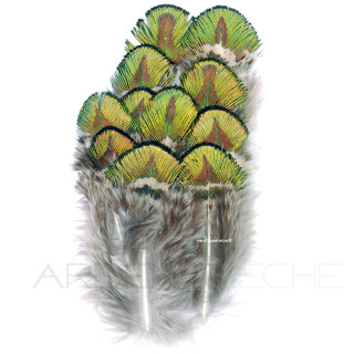 Peacock green body feathers