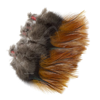 Pardo Florian Stephan grade 1 Rubion feathers