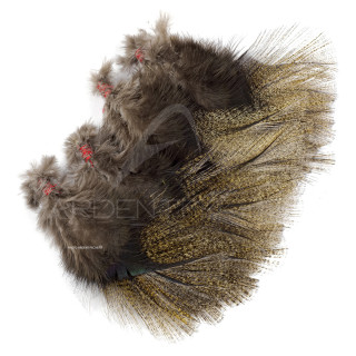 Pardo Feathers Florian Stephan grade 1 Corzuno