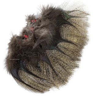 Pardo Feathers Florian Stephan grade 1 Medio