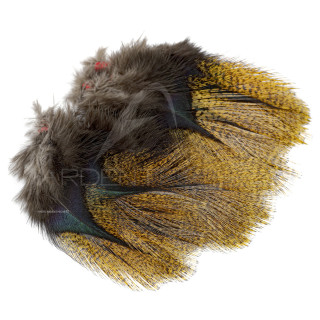 Pardo Feathers Florian Stephan grade 1 Flor d´escoba