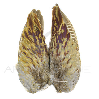 Common pheasant wing pair