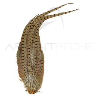 Common pheasant complete tail