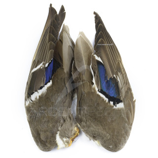 Anatra Mallard Paia d'ali
