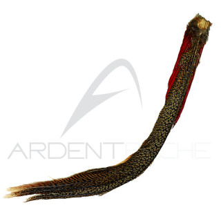 Golden Pheasant complete tail