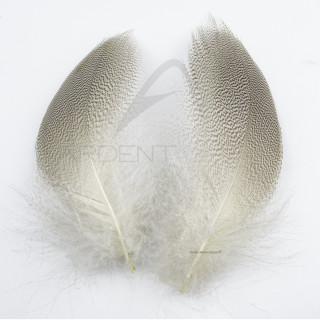 Mallard Duck Flank Feathers
