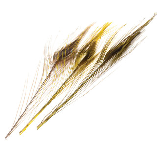 Quill di pavone sbarbati DEVAUX
