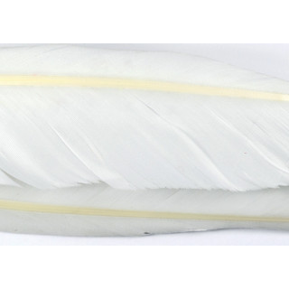 Goose wing feather