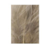 Tintura Veniard