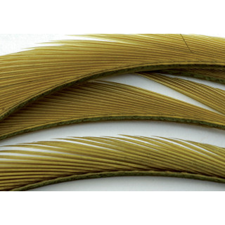 Oca biots quills