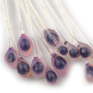 Occhi epoxy di granchio