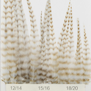 DEVAUX Genetic Hackles