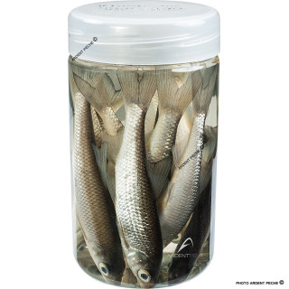 ARMORVIF Jar of 10 Roach