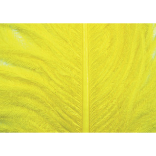 Ostrich herls on stem