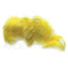 Anatra petto maschio