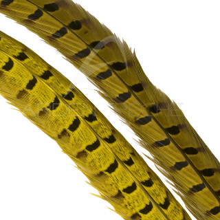 Common pheasant dyed tail
