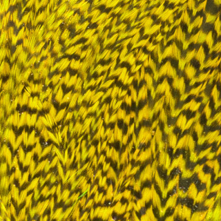 Grizzly cock half saddle