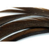 Oca biots quills