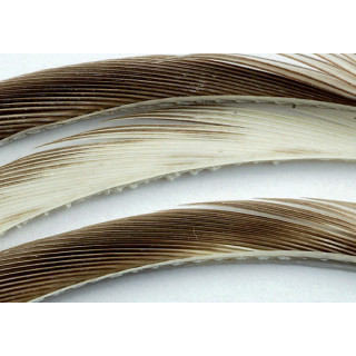 Goose biots quills