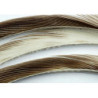 Goose biots quills