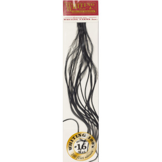 Plumes de coq WHITING 100