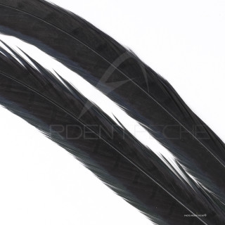 Common pheasant dyed tail